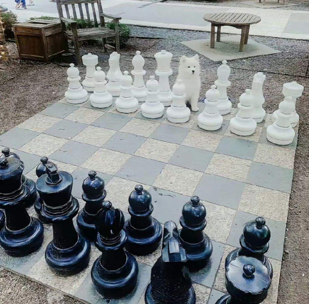 国际象棋线上一对一 试听1次课